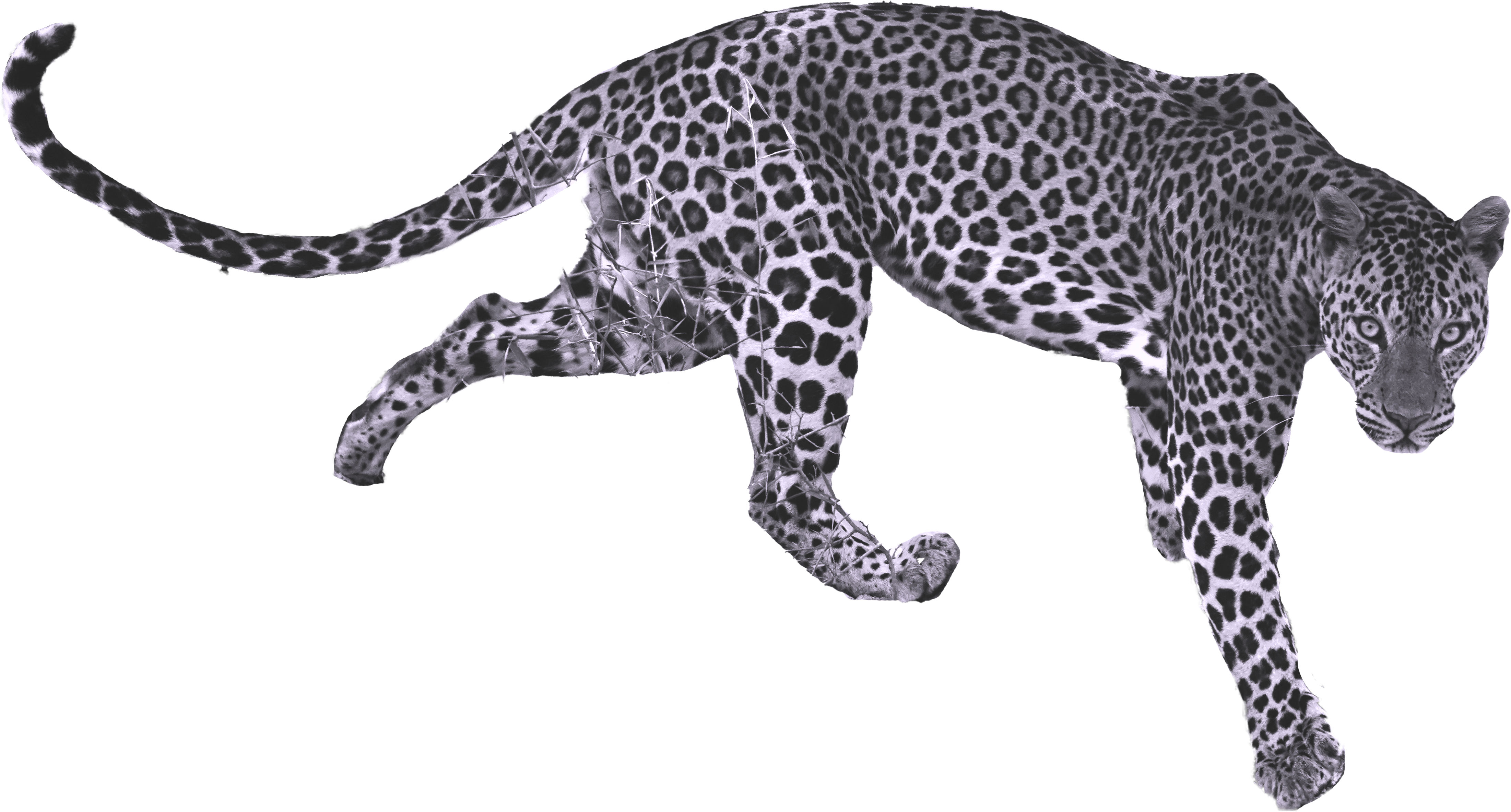 leopard